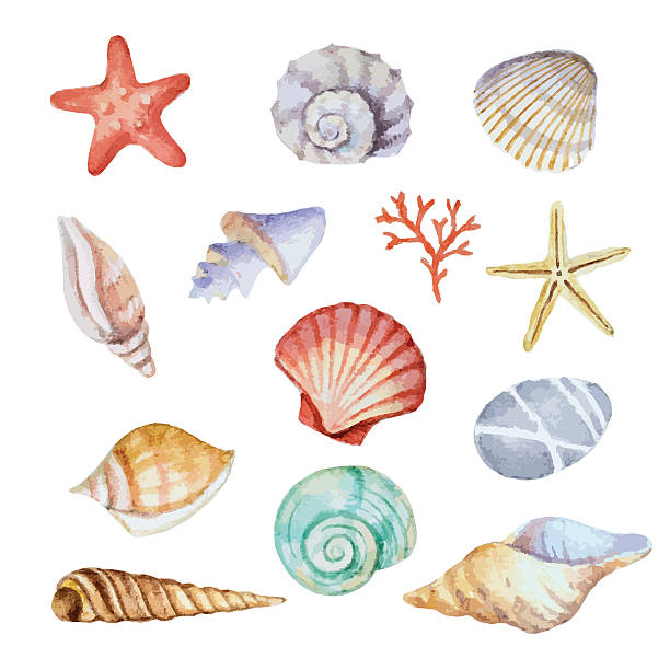 Best Sea Shell Illustrations, Royalty.