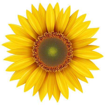 clip art sunflower 20 free Cliparts | Download images on Clipground 2023