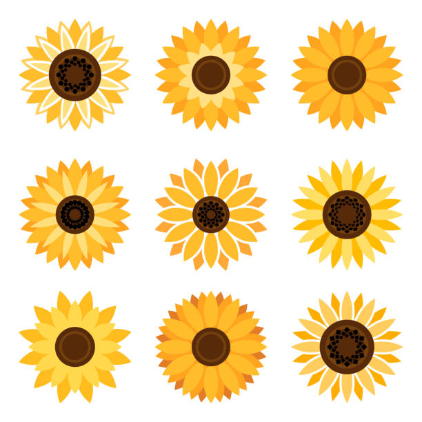 Download clip art sunflower 20 free Cliparts | Download images on ...