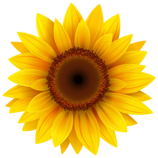 Free Free 71 Clipart Sunflowers Images SVG PNG EPS DXF File