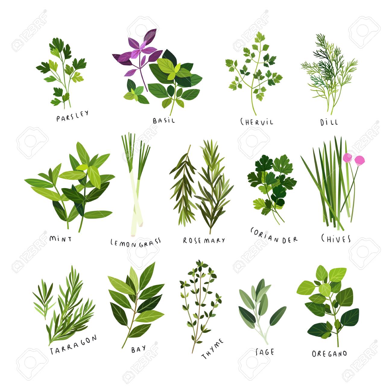 Clip art illustrations of herbs and spices such as parsley, basil,...