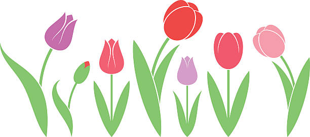 Best Tulip Illustrations, Royalty.