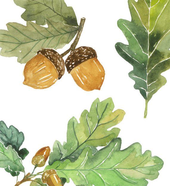 Oak leaves and acorns watercolor clip art, Printable foliage.