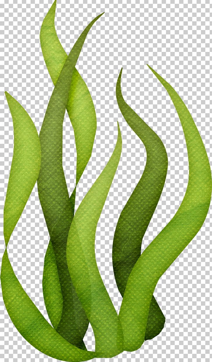 Seaweed Algae PNG, Clipart, Algae, Clip Art, Drawing, Edible.