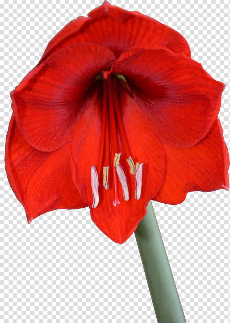 Red Amaryllis Bloom transparent background PNG clipart.