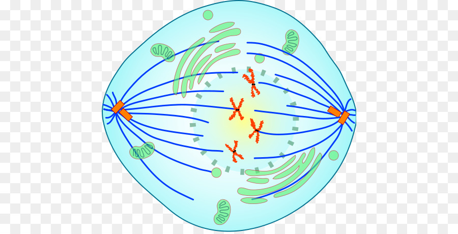mitosis card sort clipart Mitosis Meiosis Cell division.