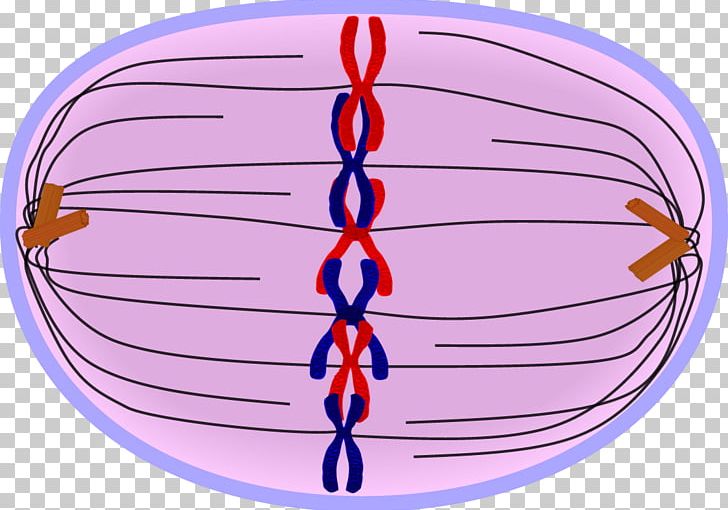 Prometaphase Mitosis Prophase Telophase PNG, Clipart.