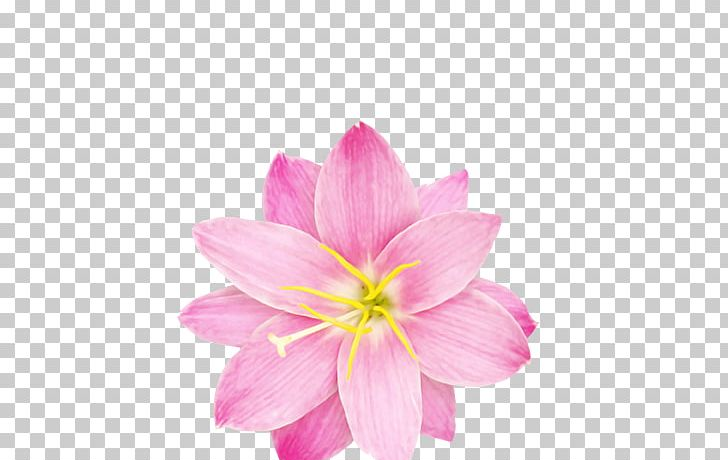 Is it possible to compress flower clipart for your website.