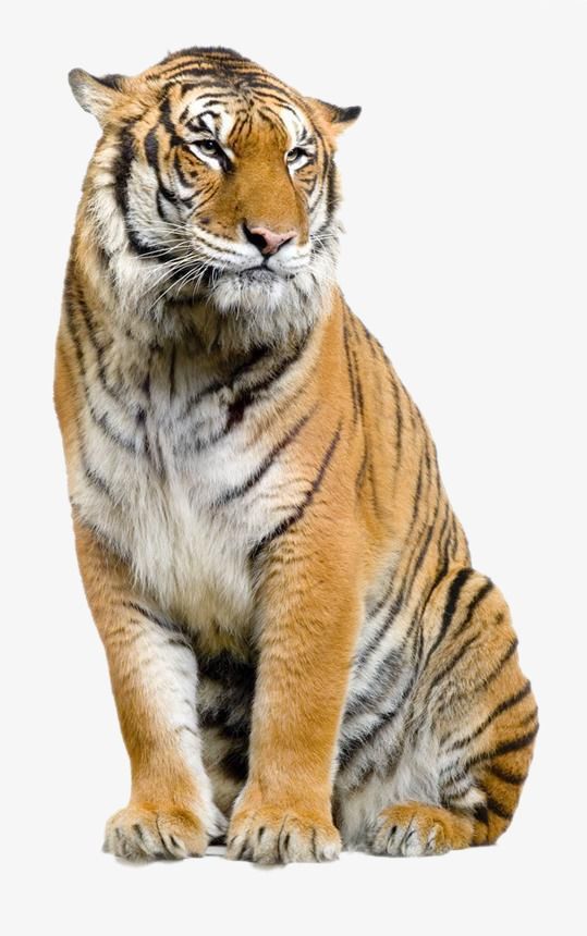 Tiger, Tiger Clipart, Animal PNG Transparent Clipart Image.