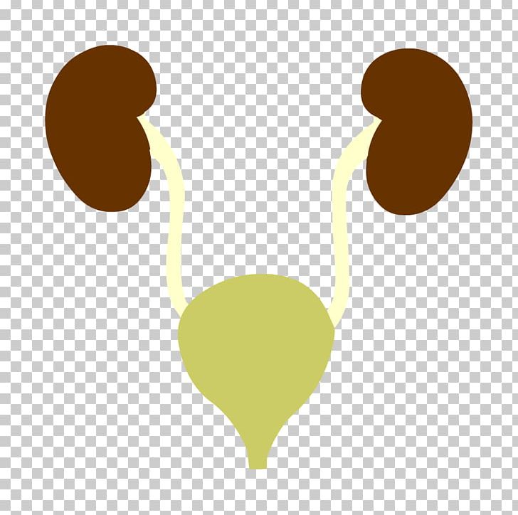 Excretory System BrainPop Reproductive System Human Body.