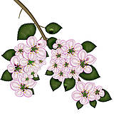 Free Apple Blossom Cliparts, Download Free Clip Art, Free.