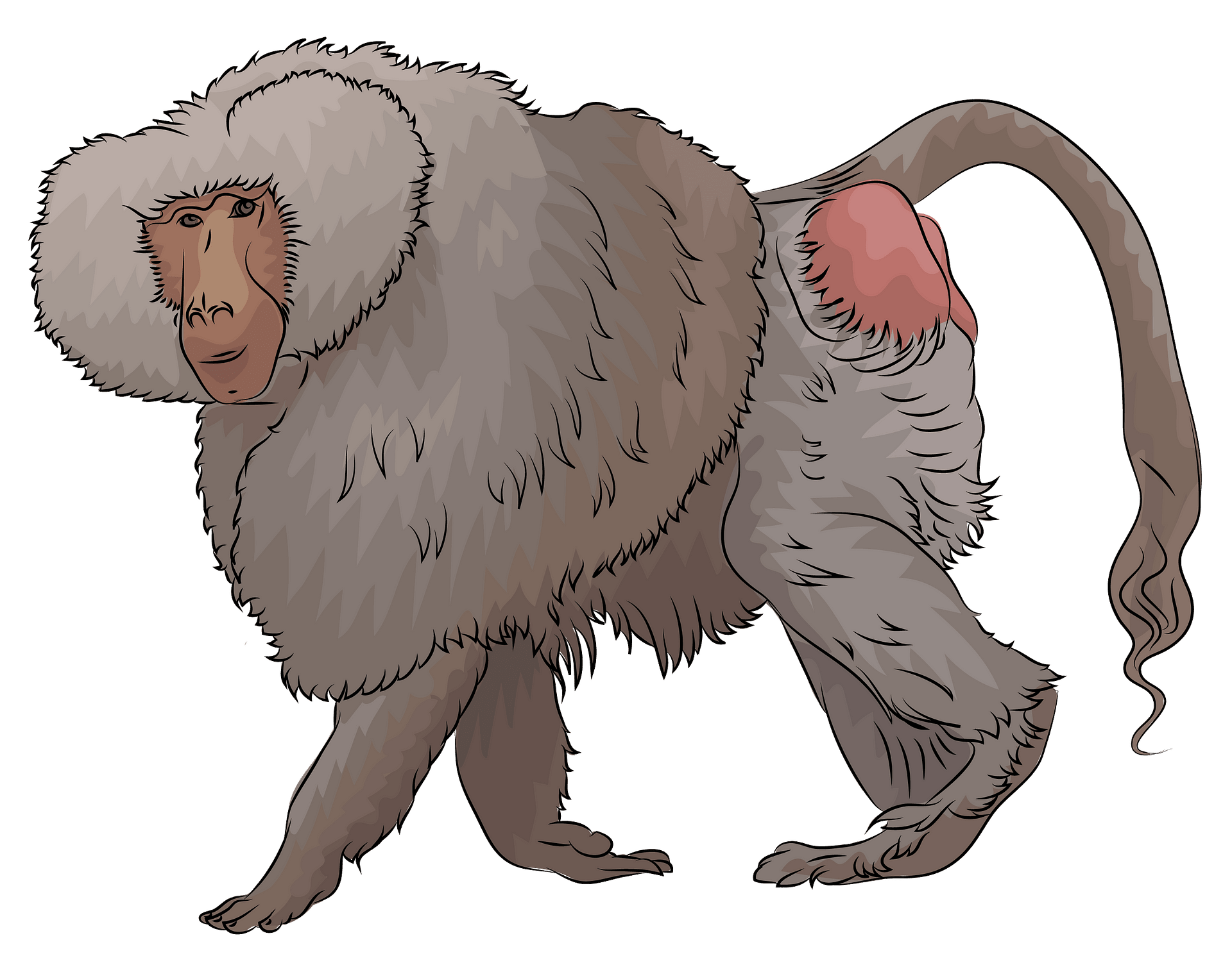 Male Hamadryas Baboon clipart. Free download..