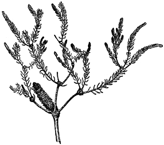 Banksia Ericifolia.