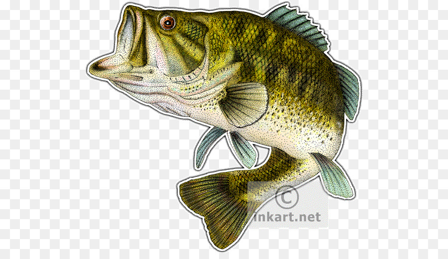 clipart-bass-fish-10-free-cliparts-download-images-on-clipground-2022