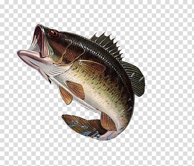 Bass fishing Largemouth bass, large mouth bass transparent.