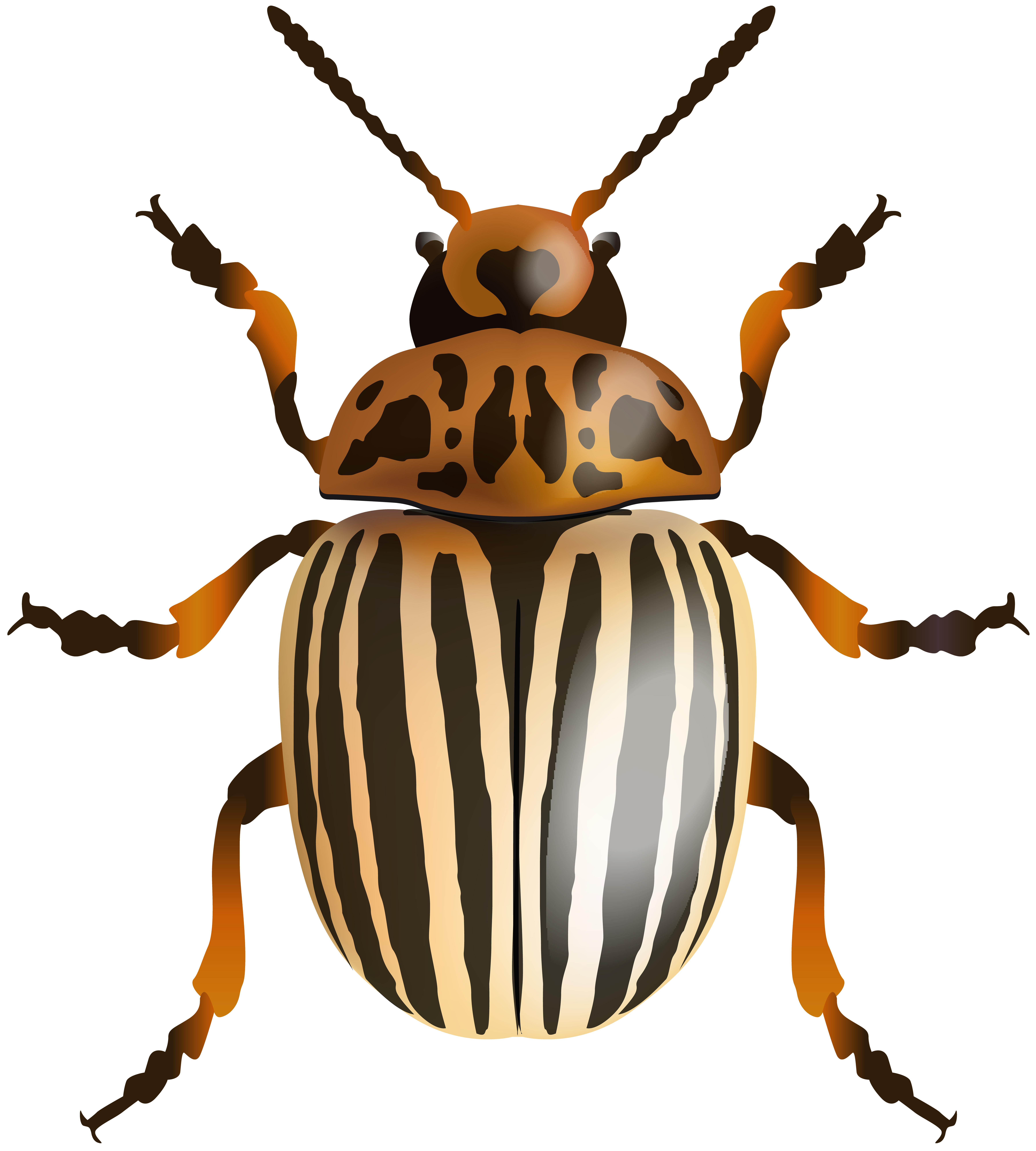 Beetle PNG Clip Art Image.