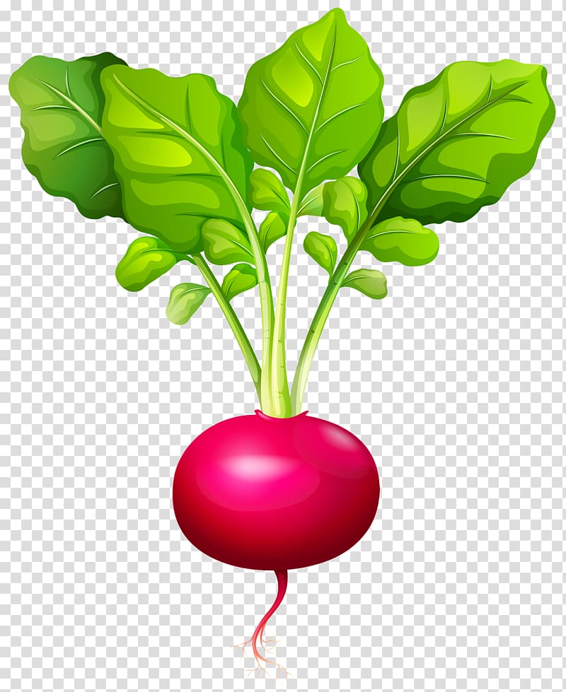 Daikon Root Vegetables, beet transparent background PNG.