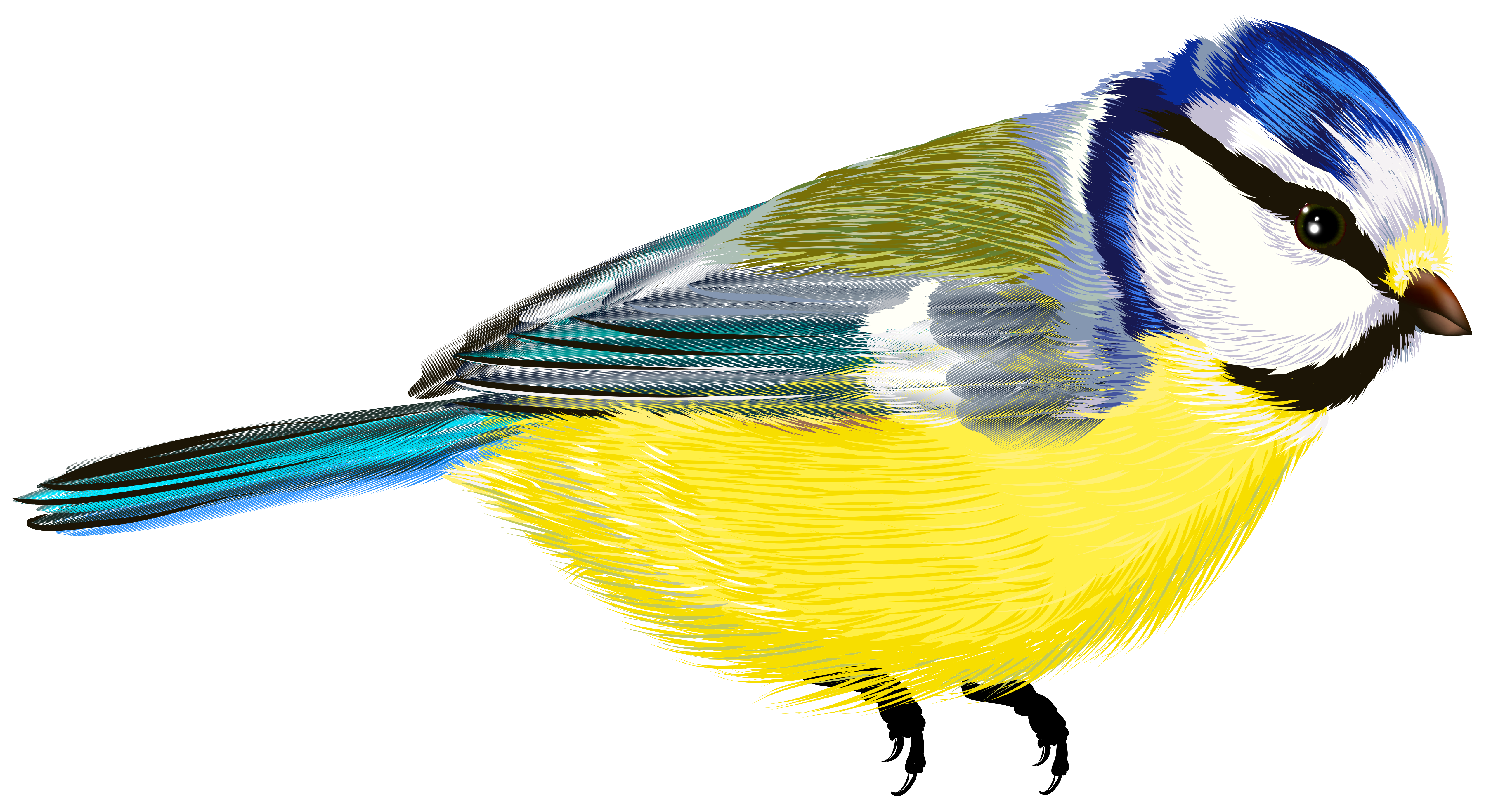 Bird Png.