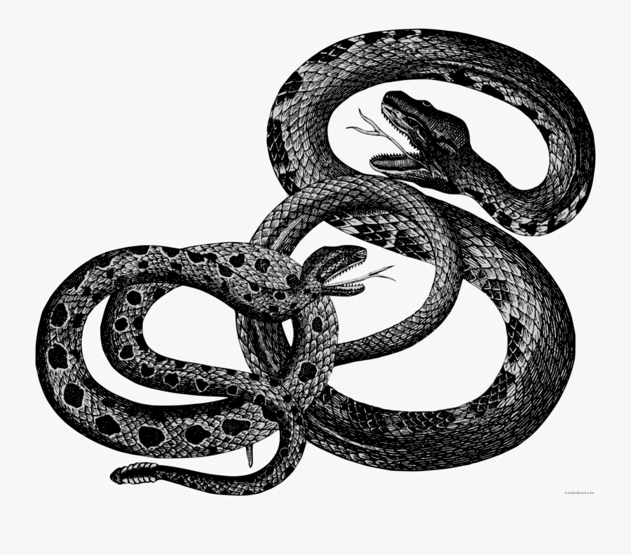 Black And White Snake Clipart.