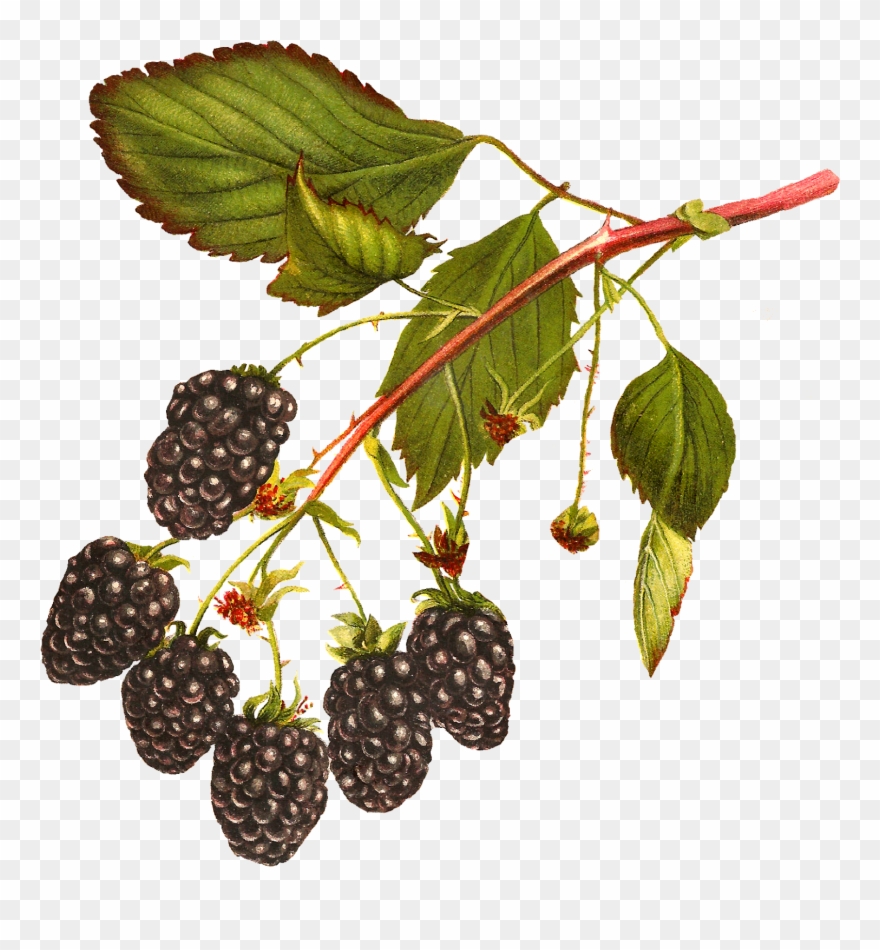 Blackberry Clipart Clip Art.