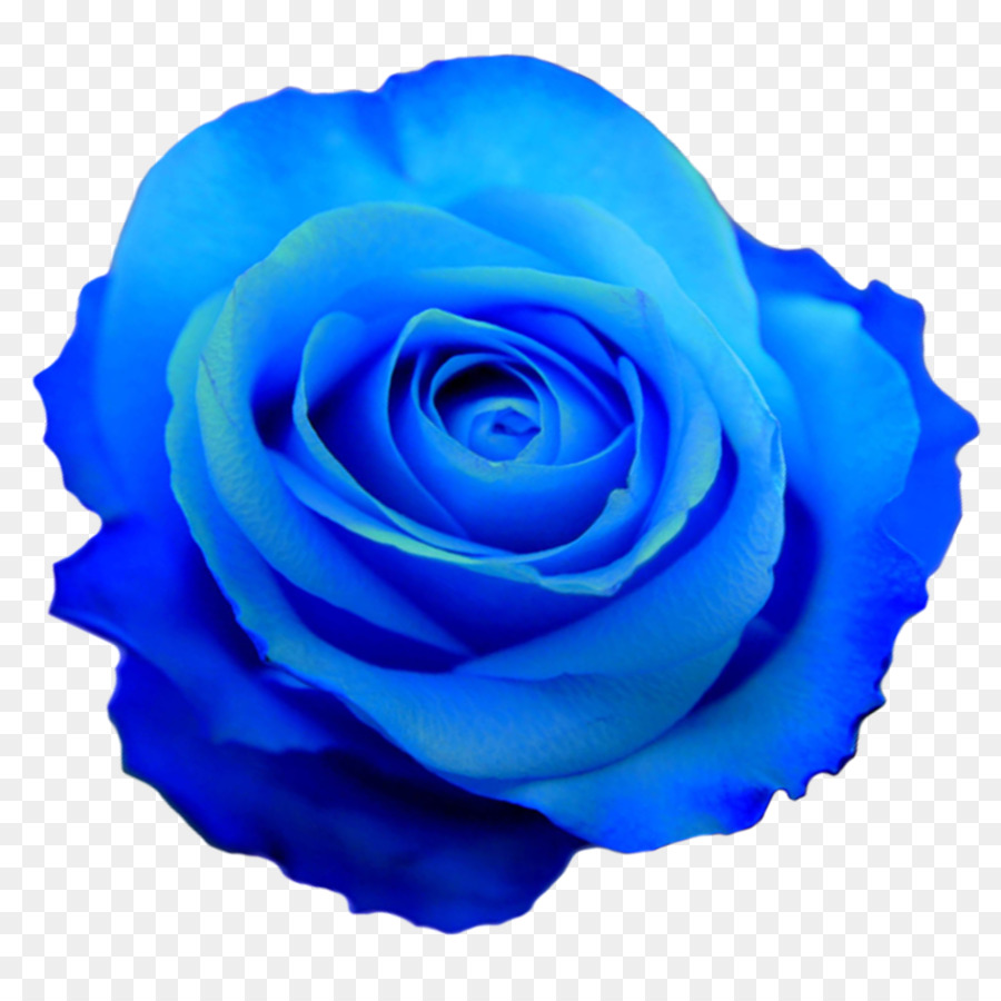 clipart blue roses 12 free Cliparts | Download images on Clipground 2021