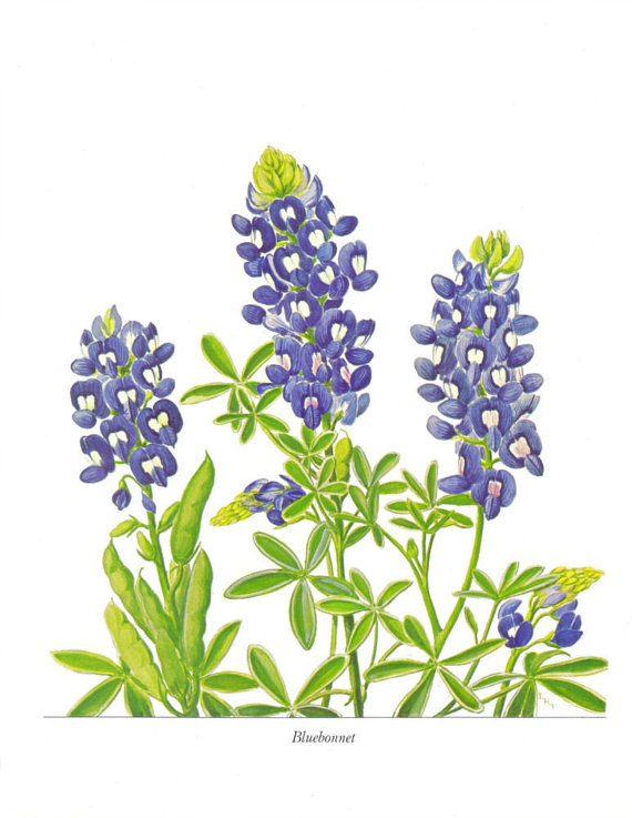 Free Bluebonnet Cliparts, Download Free Clip Art, Free Clip.