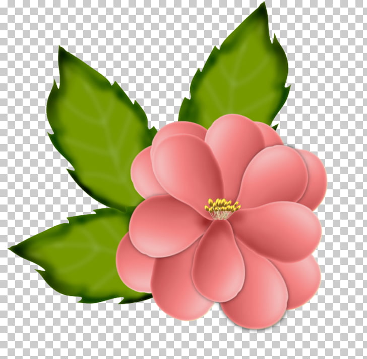 Flower Drawing, Blumen PNG clipart.