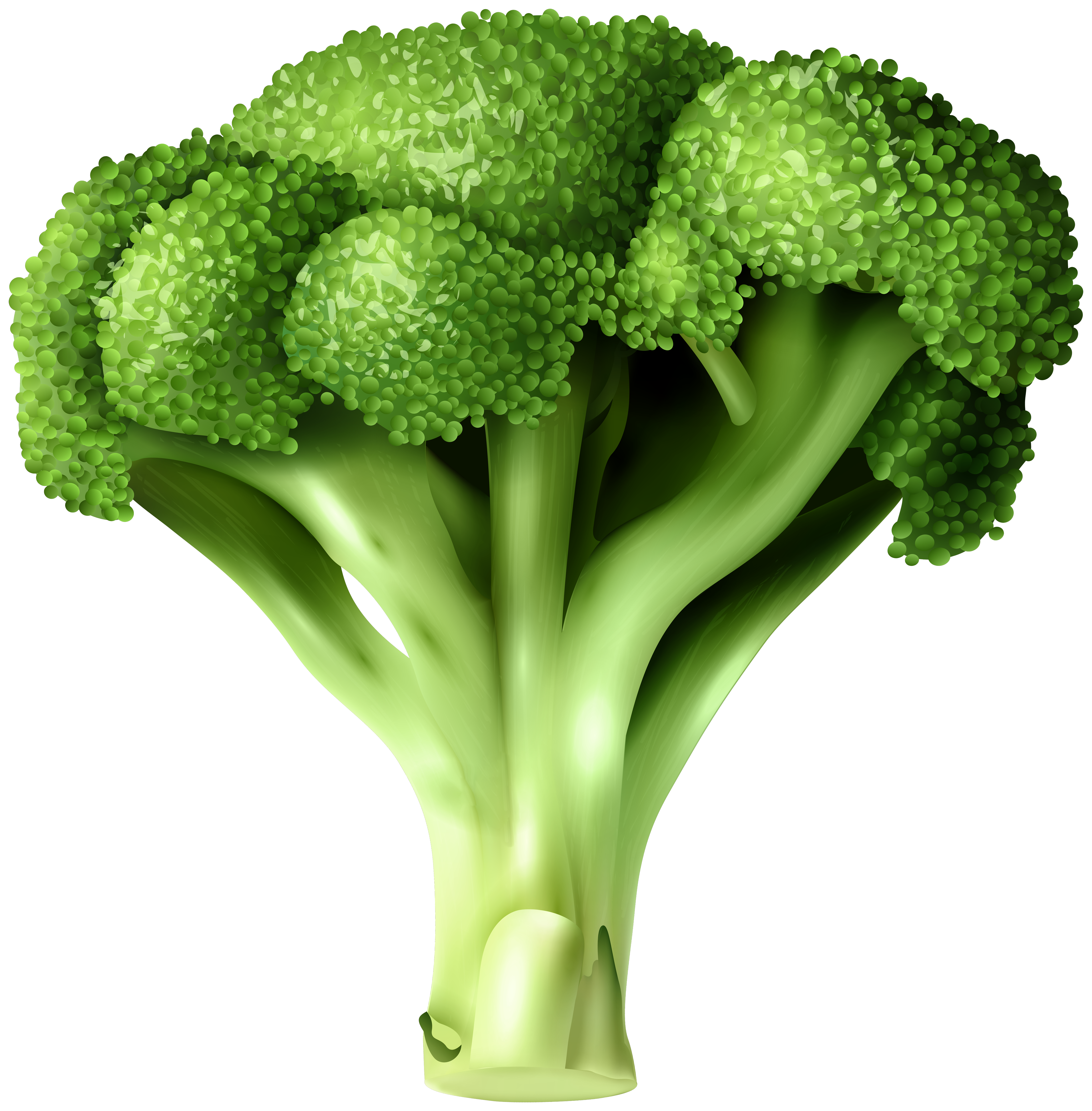 Broccoli PNG Clip Art.