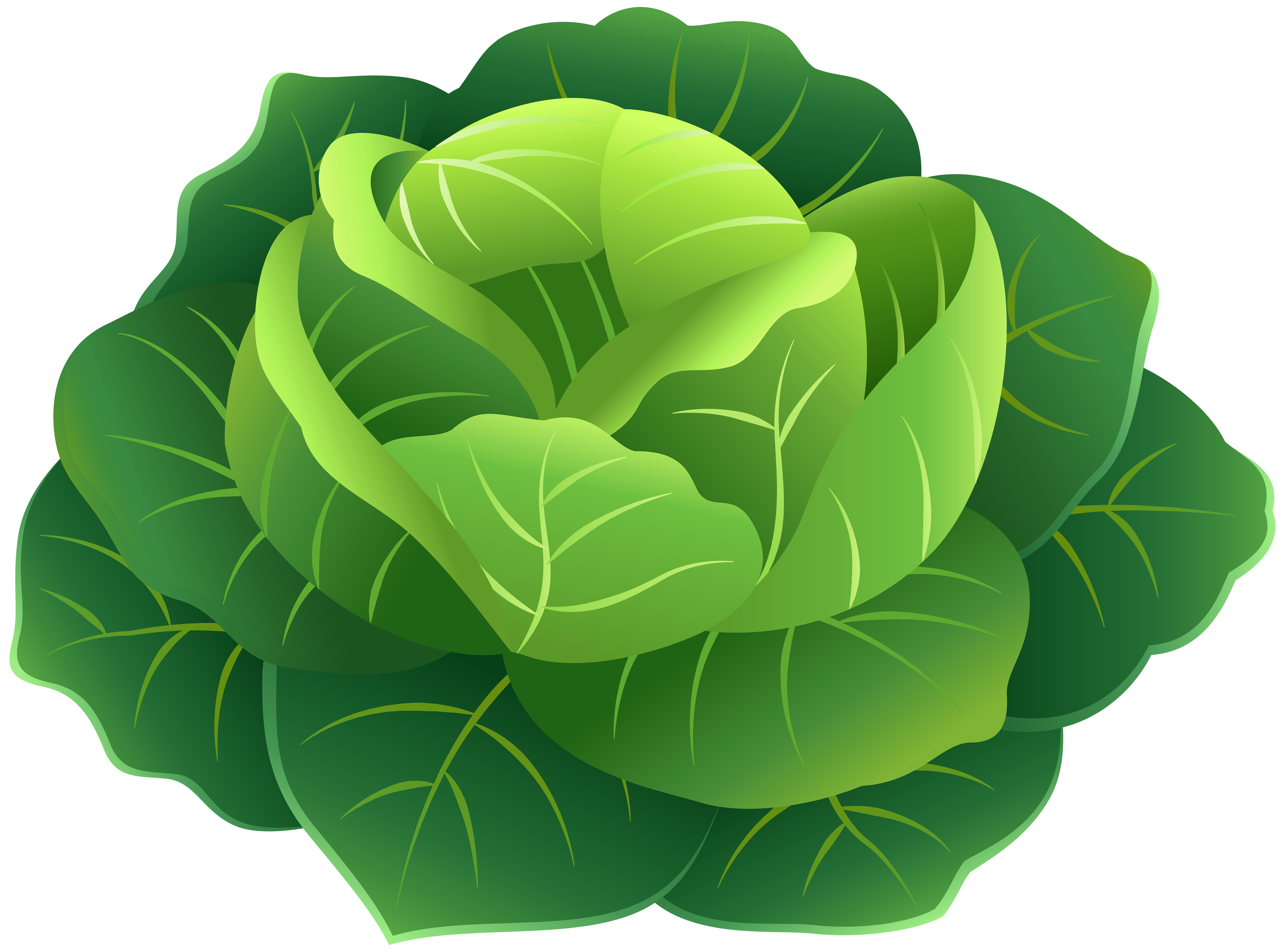 Cabbage PNG Clip Art Image.
