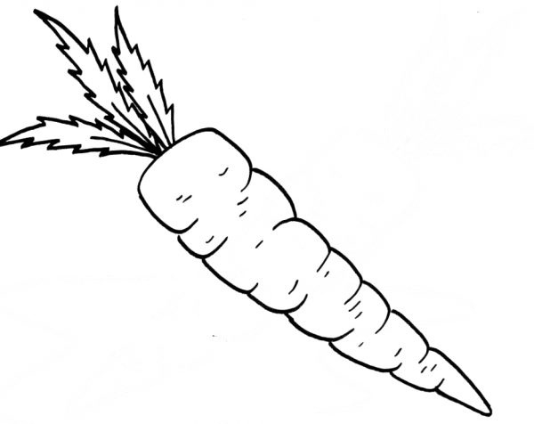 2146 Carrot free clipart.