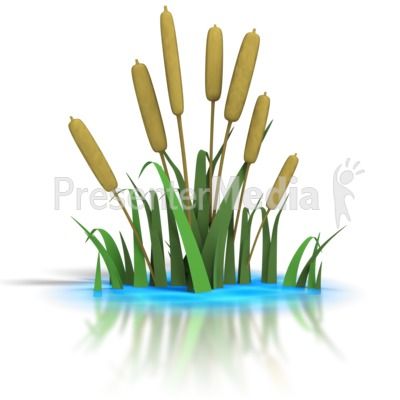 Cattails Clipart.