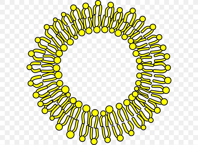 Cell Membrane Biological Membrane Clip Art, PNG, 600x601px.