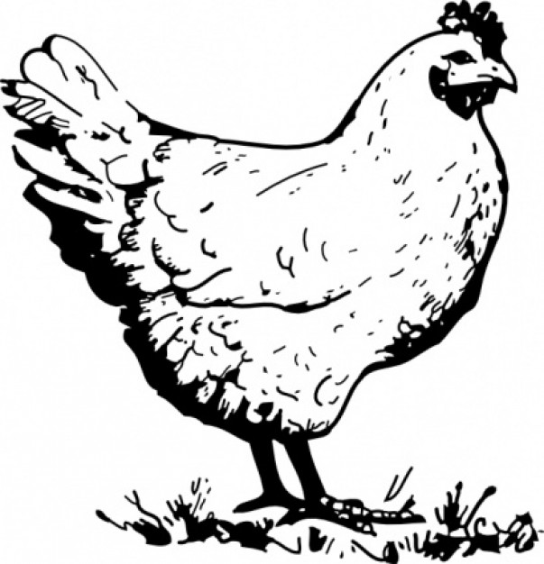 Free Chicken Images Free, Download Free Clip Art, Free Clip Art on.