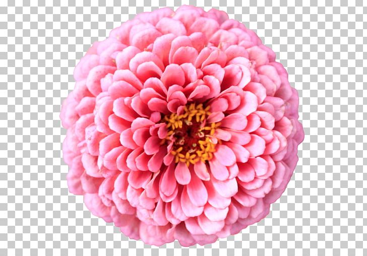 Flower Chrysanthemum Desktop Petal PNG, Clipart.
