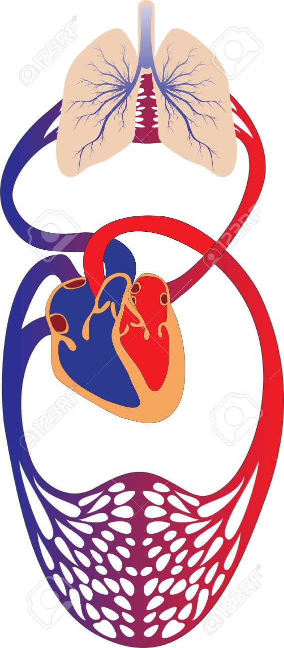 Circulatory System Cliparts Free Download Clip Art.