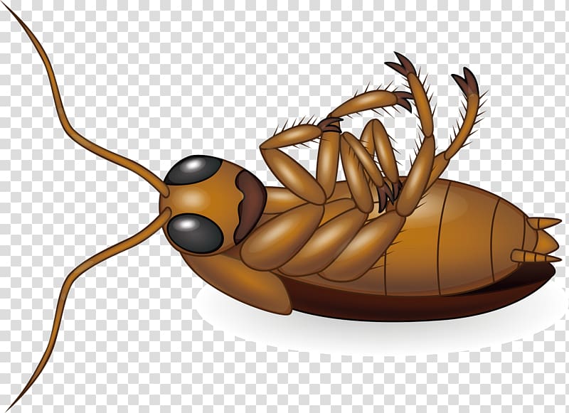 Cockroach , Cockroach design creative transparent background.