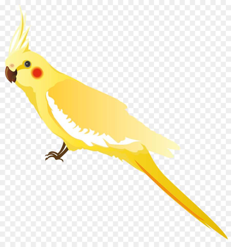 Bird Parrot clipart.
