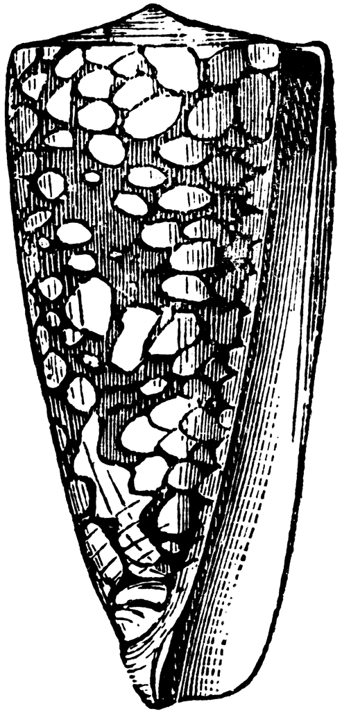 Conus Nobilis (Linn.).