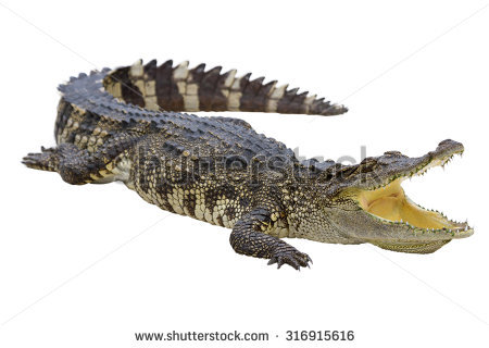 Alligator Stock Images, Royalty.