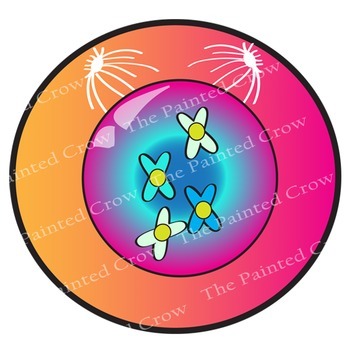 Cell Mitosis Clip Art.