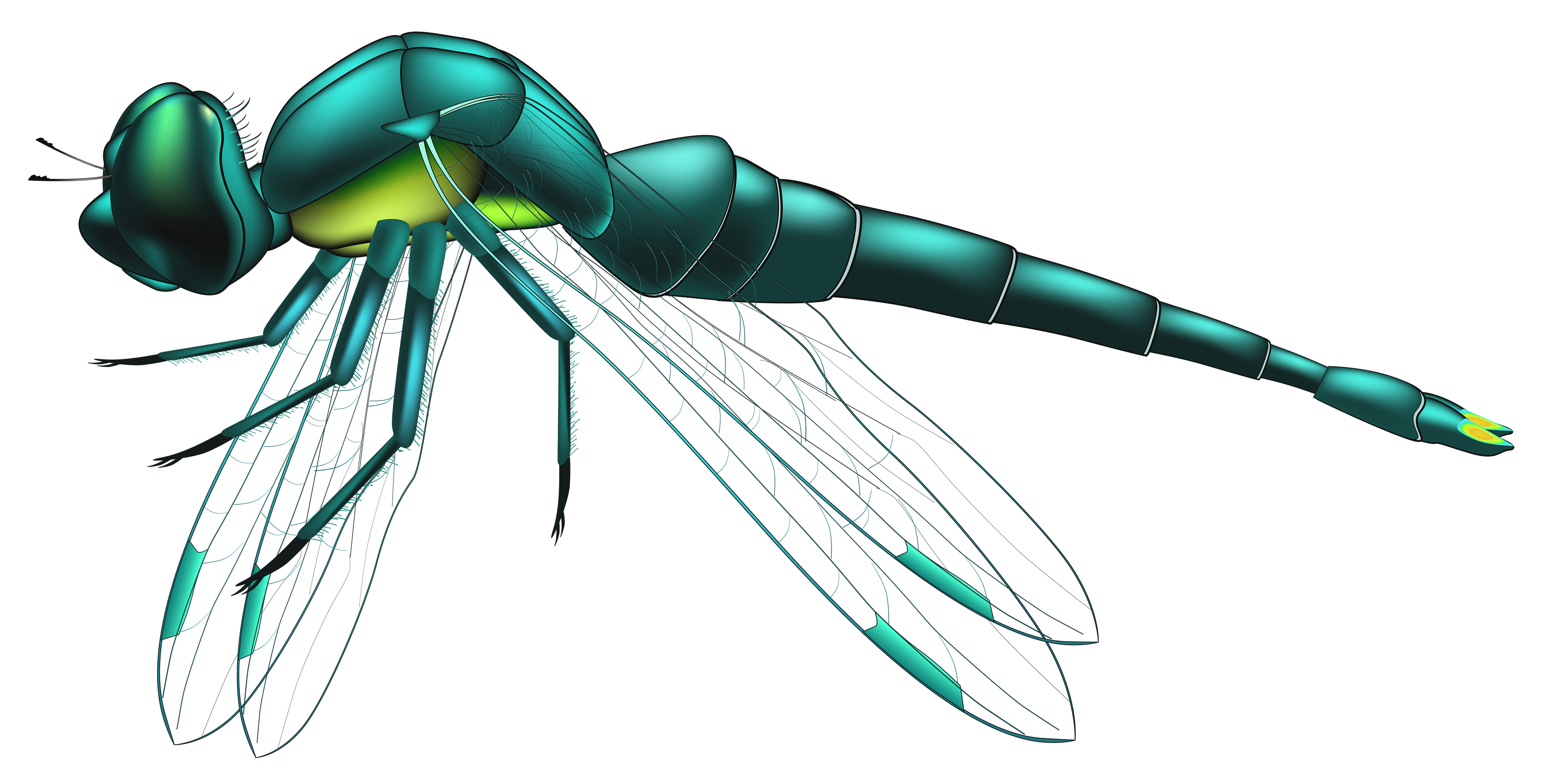 Dragonfly Blue PNG Clip Art.