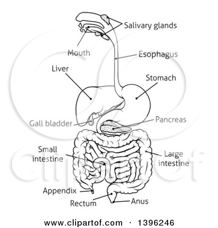 Clipart of a Black and White Digestive Tract Diagram, Labeled with.