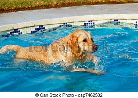Stock Photo of Golden Retriever swimming.