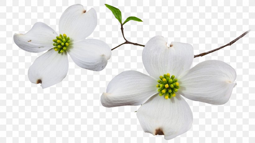 Flowering Dogwood Blossom Clip Art Image, PNG, 1370x768px.