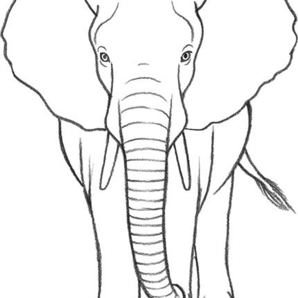 Outline Drawing Of Animals at PaintingValley.com.