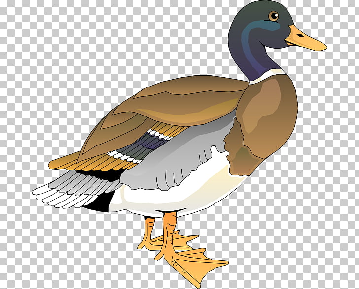 Duck Free content , Clker s PNG clipart.