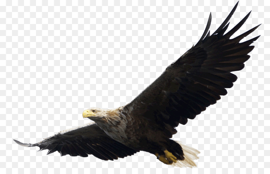 Eagle Bird clipart.