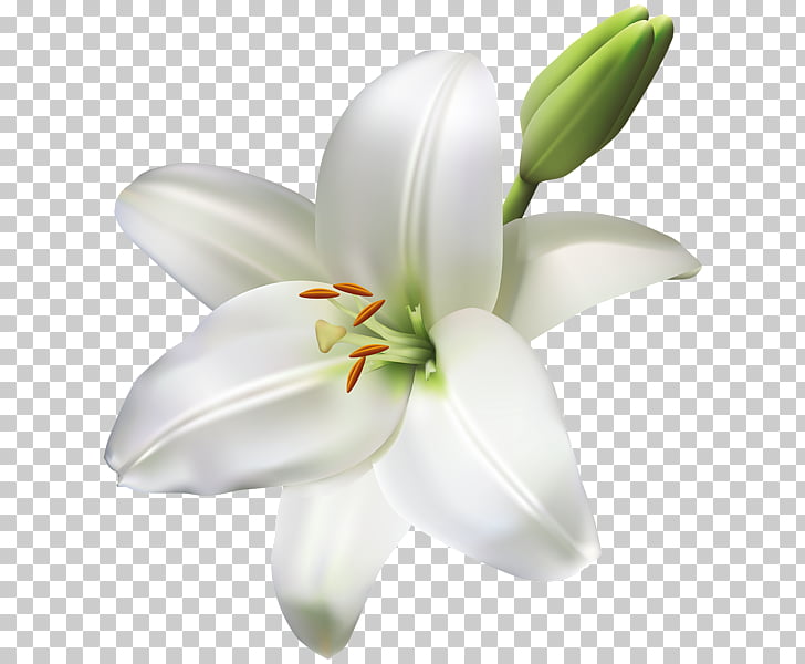 easter lily clipart images 10 free Cliparts | Download images on