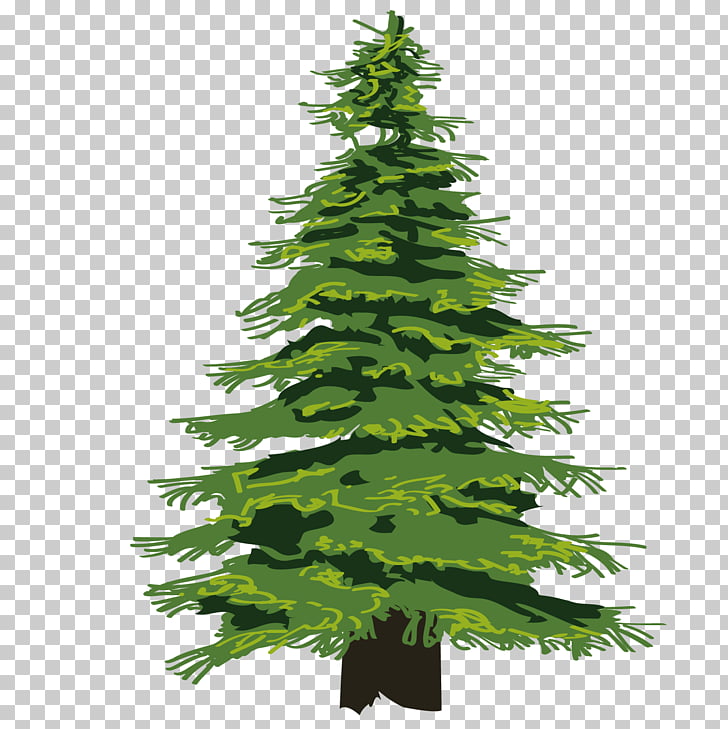 Evergreen Tree Pine Drawing , Cartoon fine jungle, green.