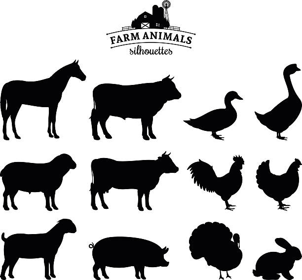 Best Farm Animals Illustrations, Royalty.